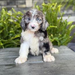 Louis - Merle male Double Doodle puppy in Millersburg, Ohio from T Sanctum