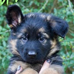 Abby Lou - Black and red female German Shepherd puppy in Canton, Texas from WILDWOOD GERMAN SHEPHERDS