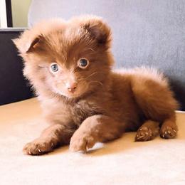 Chispa - Chocolate female Pomeranian puppy in Brooklyn, New York from Pomeranians Lovers