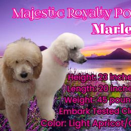 Poodle Puppies from Majestic Royalty Poodles