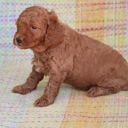 Poppy - Red  female Poodle puppy in Jensen Beach, Florida from Pineapple Poodles
