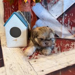 Elise - Liver female Shih Tzu puppy in Success, Missouri from Sweet Success