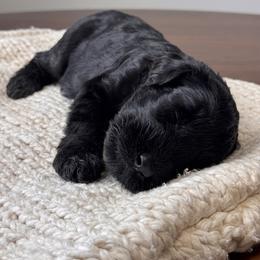 Boy 3 - Yellow Collar - Black male Giant Schnauzer puppy in St George, Utah from Schnauzer Ranch
