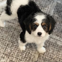Bernedoodle and Cavapoo Puppies from Apricot Roots Doodles