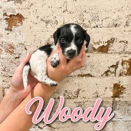 Woody - Piebald male Dachshund puppy in Waco, Georgia from Huff Family Doxies & Doodles
