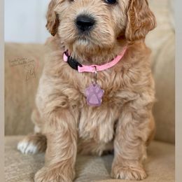 Bernedoodle and Goldendoodle Puppies from BrookeMarie’s Goldendoodle Love