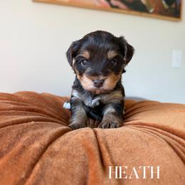HEATH - Chocolate and tan male Yorkshire Terrier puppy in Smryna, Georgia from Owensons’ Kennel