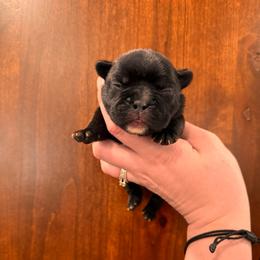 Brindle girl - Brindle female French Bulldog puppy in Nevis, Minnesota from Faithful Acres French Bulldogs