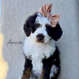 Anna - Brown and white female Bernedoodle puppy in Owasso, Oklahoma from Kallams Bernedoodles & Bernese Mountain Dogs