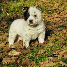 Max - Blue mottled male Australian Cattle Dog puppy in Redding, California from Macushla Kennel