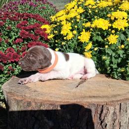 Boy 2 - male German Shorthaired Pointer puppy in Potosi, Wisconsin from Point and Flush Gun Dogs