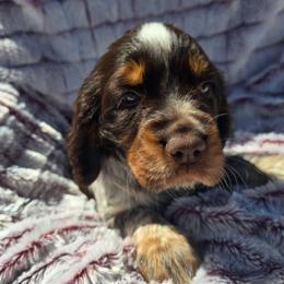 Misty (Oakley) - Liver and white female English Springer Spaniel puppy in Hephzibah, Georgia from Sidel's Springers