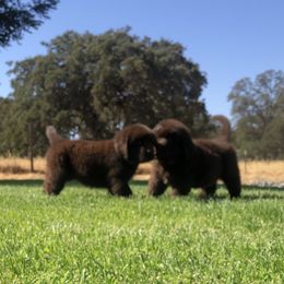 American Eskimo Dog, Newfoundland, and Siberian Husky Puppies from Blossom Trail Kennel