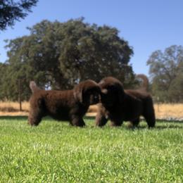 American Eskimo Dog, Newfoundland, and Siberian Husky Puppies from Blossom Trail Kennel