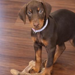 Light Purple Collar female - Red and rust female Doberman Pinscher puppy in Madison, Indiana from Jensen Dobermans and Dachshunds