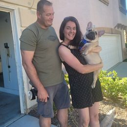 Sapporo - Fawn French Bulldog puppy in Las Vegas, Nevada from Aloha Paradise Kennel