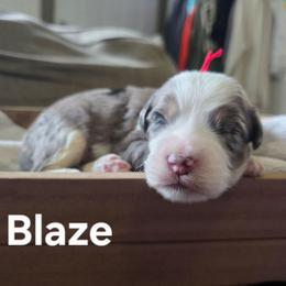 Blaze - Blue merle male Bernedoodle puppy in Blackfoot, Idaho from Draper Mountain Doodles