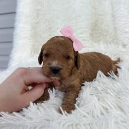 Emily - Apricot female Goldendoodle puppy in Reeds Spring, Missouri from As Good As Goldendoodles and more