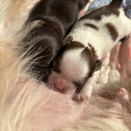 Hillary - Liver and white female Shih Tzu puppy in Augusta, Georgia from Floofah la Woofah