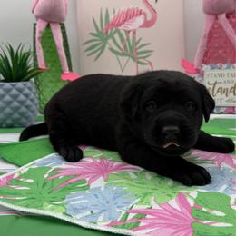 Orange - Black male Labrador Retriever puppy in Heath Springs, South Carolina from Rich Hill Retrievers
