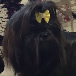 Holly - Shih Tzu