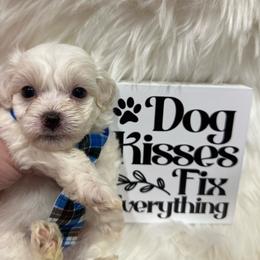 Malibu - White male Maltipoo puppy in Apple Valley, California from Boujeepups