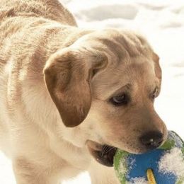 Labrador Retrievers from Your Lik