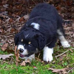 Miniature American Shepherd Puppies from Dreamcatcher