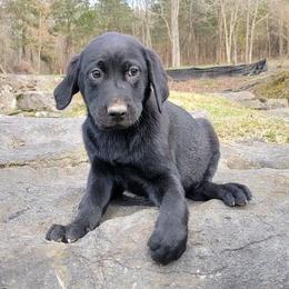 Labrador Retriever Puppies from Buffalo Valley Breeders