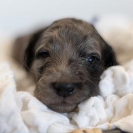 Goldendoodle puppies from Doodle Me This Goldendoodles