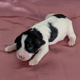 Arizona - Parti female Miniature Schnauzer puppy in Lufkin, Texas from Texas Lil Cowdogs