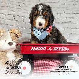 Draco - Gray Collar - Blue merle male Bernedoodle puppy in Jackson, Michigan from A Star is Born Doodles