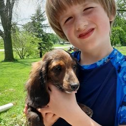 Violet - Dachshund