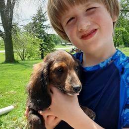 Violet - Dachshund
