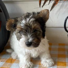 Scout  3500 - Black tan and white female Biewer Terrier puppy in Douglas, Georgia from Heartland small breeds