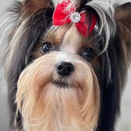 Biewer Terriers from Stone Mountain Dogs