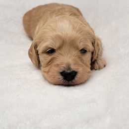 Goldendoodle Puppies from Lake Village Doodles