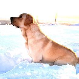 Cooper - Labrador Retriever