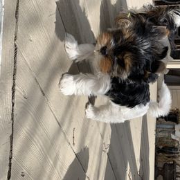 Biewer Terrier Puppies from Biewer Terrriers of Stone Creek