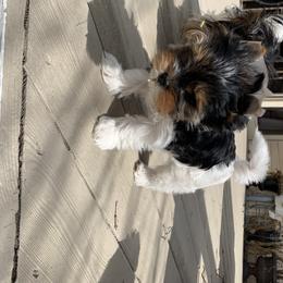 Biewer Terrier Puppies from Biewer Terrriers of Stone Creek