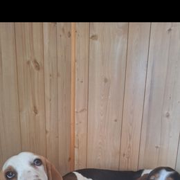 Basset Hound All Grown Up from Dream Weavers Basset Hounds
