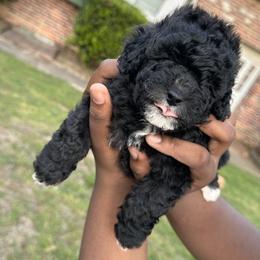 Artemis VI (Champion Bloodline AKC) - Black male Poodle puppy in Chattanooga, Tennessee from SoftPaw Kennels