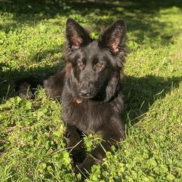 Noble - German Shepherd