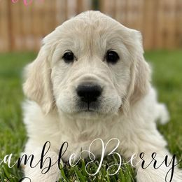Girl 1 - Light golden Golden Retriever puppy in New Harmony, Utah from Bramble Berry Goldens