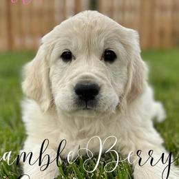 Girl 1 - Light golden Golden Retriever puppy in New Harmony, Utah from Bramble Berry Goldens