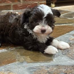 Ursula - Brown and white female Aussiedoodle puppy in Oklahoma City, Oklahoma from Foneb Farm - The F1B Farm