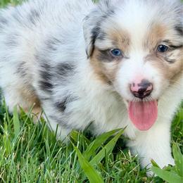 Sylvia - Blue merle female Miniature American Shepherd puppy in Clinton, Missouri from Mockingbirds American Minis