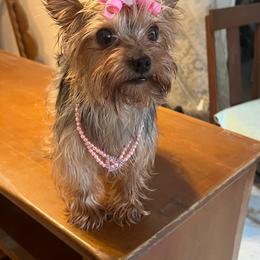 Moxie - Yorkshire Terrier