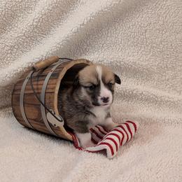 Pembroke Welsh Corgi Puppies from Cozy Hearth Cogis