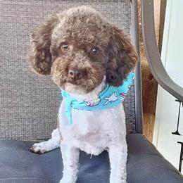 Bernedoodles and Goldendoodles from Mini Doodle Buddies